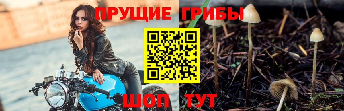 Псилоцибиновые грибы GOLDEN TEACHER  Вход с VPN  Изобильный 